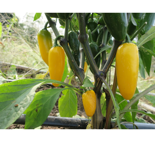 Насіння перцю гострого  Халапеньо Лимонна спеція гігант (Jalapeno Lemon Spice Giant)